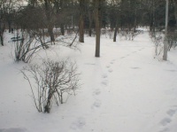 Городской парк Городской парк
